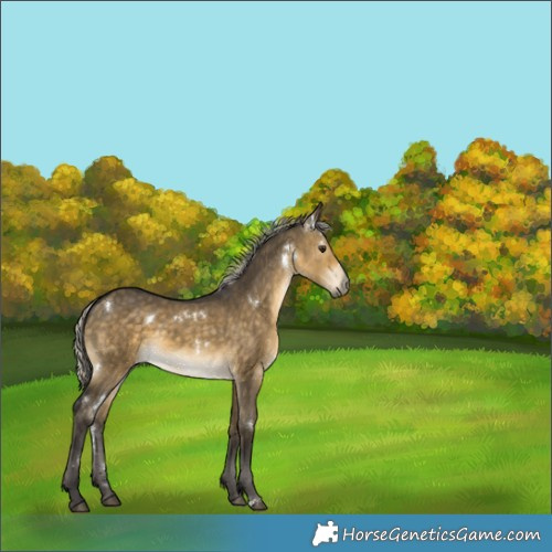 Horse Color:White Spotted Silver Buckskin Dun