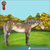 Horse Color:White Spotted Silver Buckskin Dun 