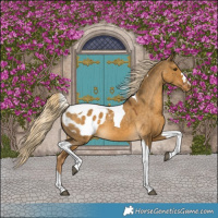 Horse Color:Chocolate Palomino Dun Tobiano Blanket 