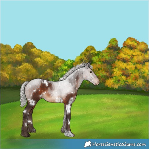 Horse Color:White Spotted Silver Brown Appaloosa 