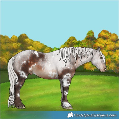 Horse Color:White Spotted Silver Brown Appaloosa 