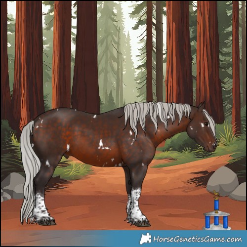 Horse Color:White Spotted Silver Brown Tobiano 