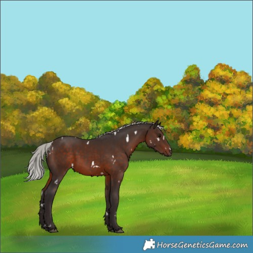 Horse Color:White Spotted Silver Brown