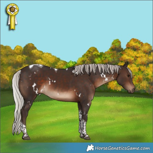 Horse Color:White Spotted Silver Brown Tobiano 
