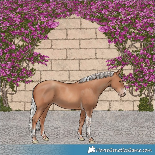 Horse Color:Silver Classic Champagne Sabino Tobiano 