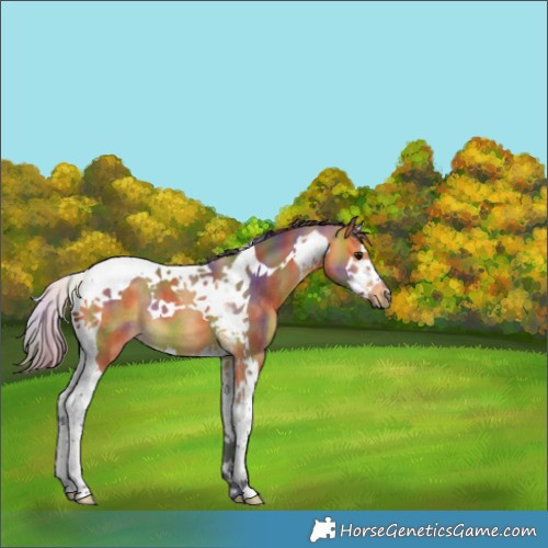 Horse Color:Nacre Buckskin Splash Tobiano 