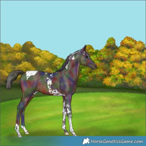 Horse Color:Nacre Brown Tobiano 