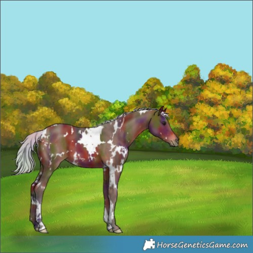 Horse Color:Nacre White Spotted Silver Brown