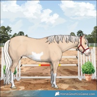 Horse Color:Silver Classic Champagne Dun Splash Frame 