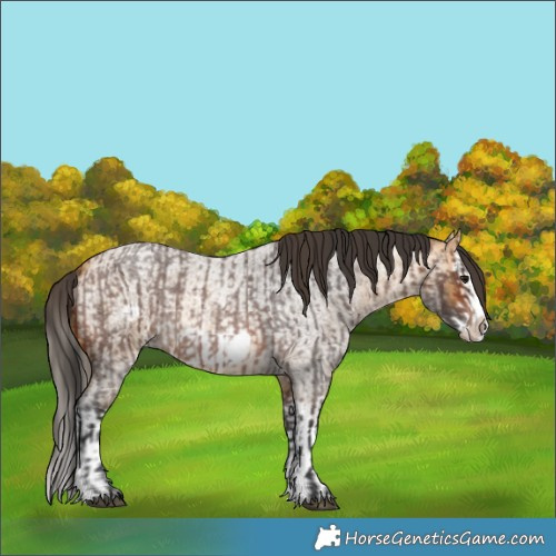 Horse Color:Brown Roan Splash Frame  and Buckskin Roan Splash Frame 