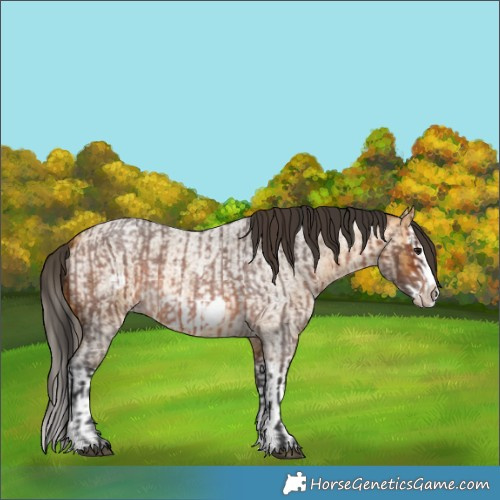Horse Color:Brown Roan Splash Frame and Buckskin Roan Splash Frame