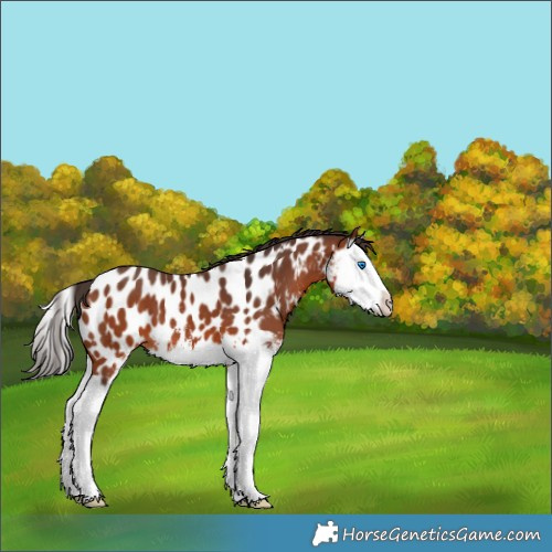 Horse Color:Bay Sabino Splash Appaloosa 