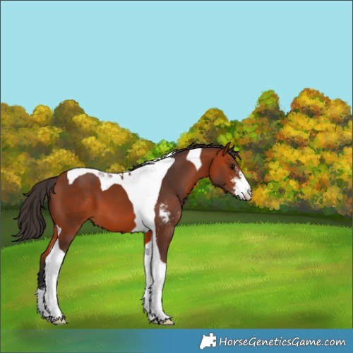 Horse Color:Bay Sabino Tobiano 