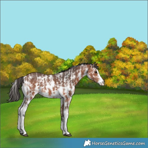 Horse Color:Bay Sabino Rabicano 