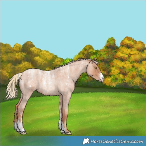 Horse Color:Powder White Gold Champagne Roan 