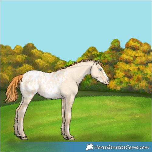 Horse Color:Buckskin Pearl Dun Frame Blanket Rabicano 