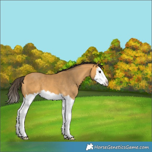 Horse Color:Buckskin Splash 