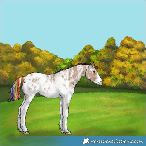 Horse Color:Painted Red Dun Sabino Appaloosa Rabicano 