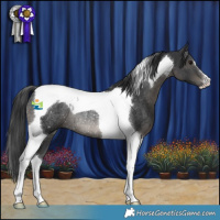 Horse Color:Black Tobiano Rabicano 