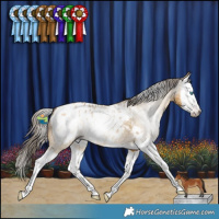 Horse Color:Gray Amber Cream Champagne Dun Splash Appaloosa 