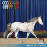 Horse Color:Gray Amber Cream Champagne Dun Splash Appaloosa 