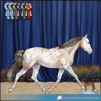 Horse Color:Gray Amber Cream Champagne Dun Splash Appaloosa 