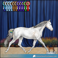 Horse Color:Gray Amber Cream Champagne Dun Splash Appaloosa