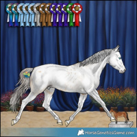 Horse Color:Gray Amber Cream Champagne Dun Splash Appaloosa