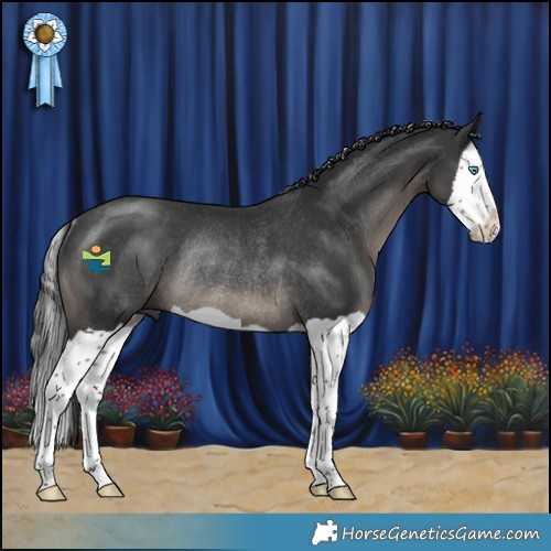 Horse Color:Black Splash Rabicano 