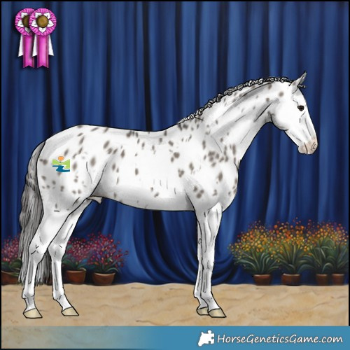 Horse Color:White Spotted Grullo Splash Appaloosa 