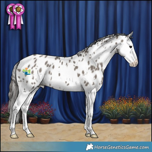 Horse Color:White Spotted Grullo Splash Appaloosa 