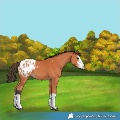 Horse Color:Bay Splash Appaloosa 