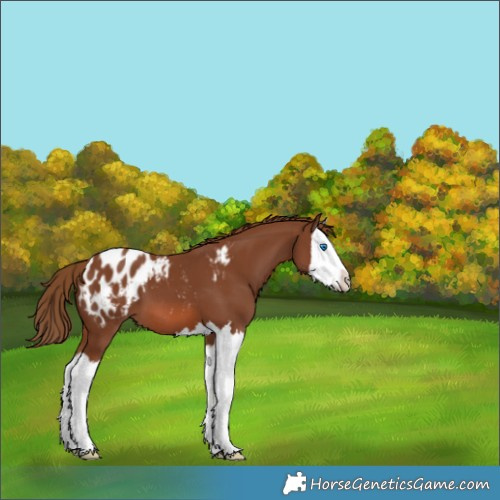 Horse Color:Chestnut Splash Appaloosa 
