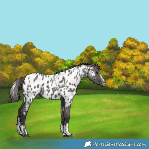 Horse Color:Powder White Grullo Appaloosa 