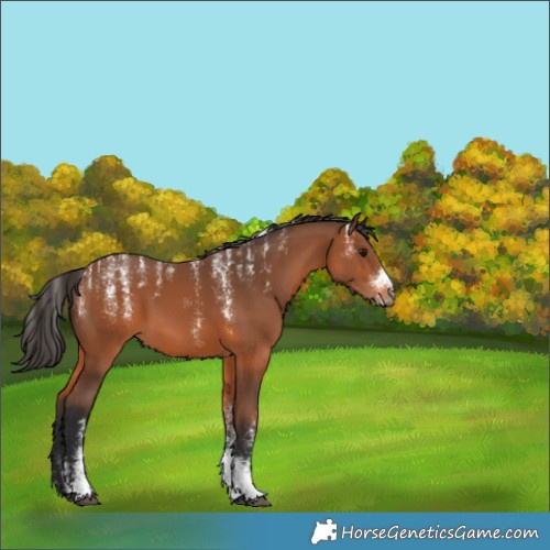 Horse Color:Powder White Bay 