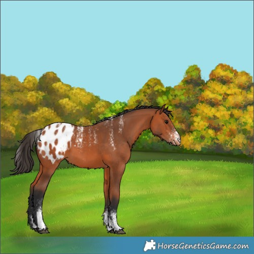 Horse Color:Powder White Bay Appaloosa 