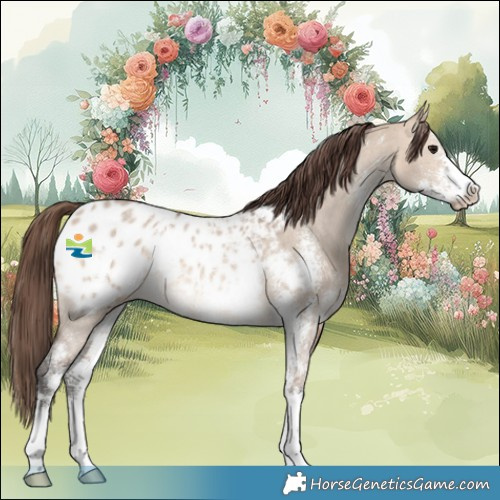 Horse Color:Bay Dun Sabino Appaloosa 