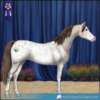 Horse Color:Bay Dun Sabino Appaloosa