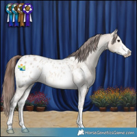 Horse Color:Bay Dun Sabino Appaloosa 