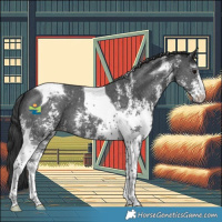 Horse Color:Black Sabino Tobiano Appaloosa 