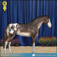 Horse Color:White Spotted Liver Chestnut Appaloosa 