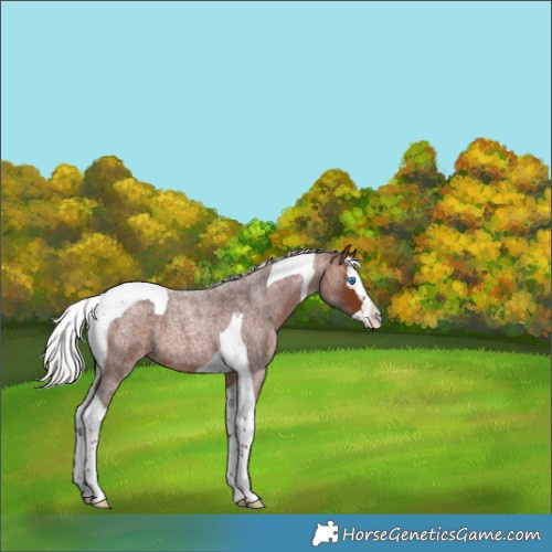 Horse Color:Silver Bay Roan Splash Tobiano 