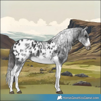 Horse Color:White Spotted Black Splash Tobiano Frame Appaloosa 