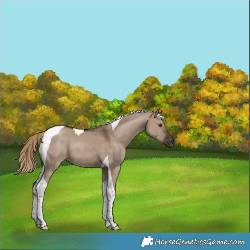 Horse Color:Liver Red Dun Tobiano 