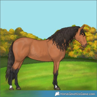 Horse Color:Bay Rabicano 