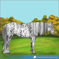 Horse Color:Black  and White Spotted Black 