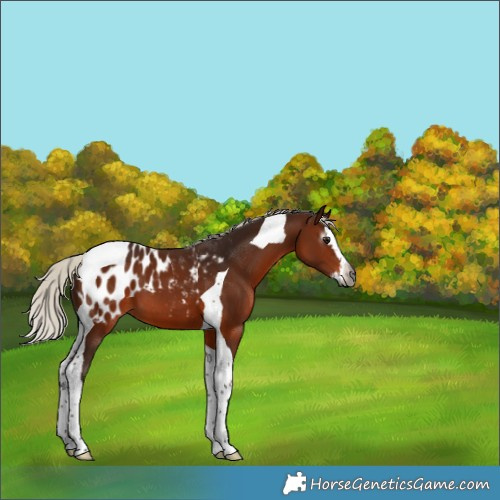 Horse Color:Gray Silver Bay Splash Tobiano Appaloosa 