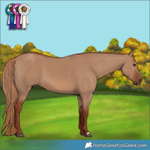 Horse Color:Red Dun 