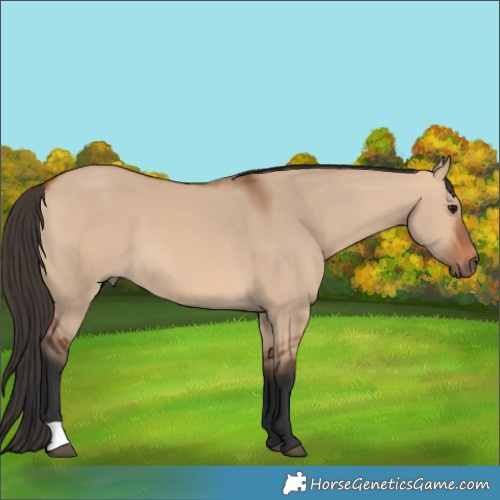 Horse Color:Bay Dun 
