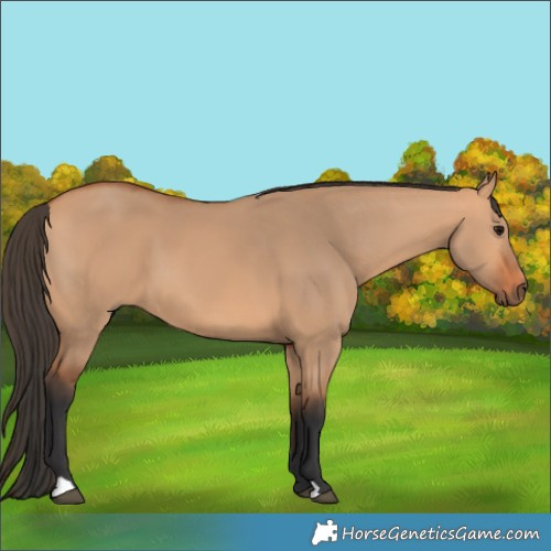 Horse Color:Bay Dun 